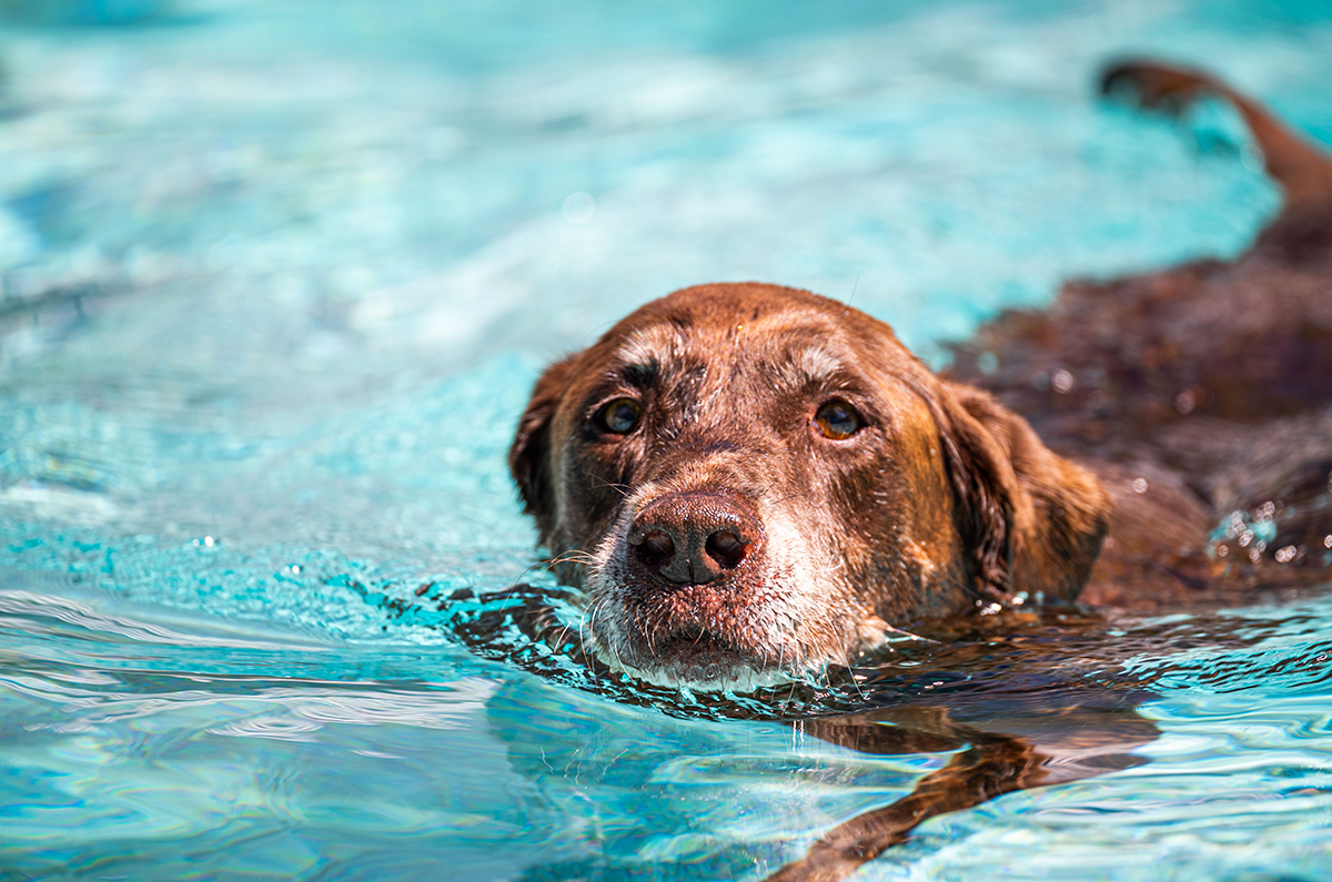 hunde schwimmen - Hundeschwimmen Embricana